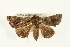  ( - USNM ENT 00678915)  @12 [ ] CreativeCommons - Attribution (2009) Unspecified Centre for Biodiversity Genomics