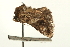  ( - USNM ENT 00678916)  @12 [ ] CreativeCommons - Attribution (2009) Unspecified Centre for Biodiversity Genomics