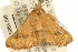  ( - USNM ENT 00719053)  @14 [ ] CreativeCommons - Attribution (2010) Unspecified Centre for Biodiversity Genomics