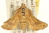  ( - USNM ENT 00719054)  @14 [ ] CreativeCommons - Attribution (2010) Unspecified Centre for Biodiversity Genomics