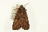  ( - USNM ENT 00678923)  @13 [ ] CreativeCommons - Attribution (2009) Unspecified Centre for Biodiversity Genomics