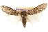  ( - USNM ENT 00719089)  @14 [ ] CreativeCommons - Attribution (2010) Unspecified Centre for Biodiversity Genomics