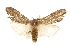  ( - USNM ENT 00719094)  @14 [ ] CreativeCommons - Attribution (2010) Unspecified Centre for Biodiversity Genomics
