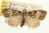  ( - USNM ENT 00719113)  @13 [ ] CreativeCommons - Attribution (2010) Unspecified Centre for Biodiversity Genomics