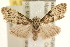  ( - USNM ENT 00719114)  @13 [ ] CreativeCommons - Attribution (2010) Unspecified Centre for Biodiversity Genomics