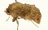  ( - USNM ENT 00719121)  @13 [ ] CreativeCommons - Attribution (2010) Unspecified Centre for Biodiversity Genomics