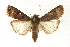  ( - USNM ENT 00678966)  @15 [ ] CreativeCommons - Attribution (2009) Unspecified Centre for Biodiversity Genomics