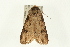  ( - USNM ENT 00193966)  @11 [ ] CreativeCommons - Attribution (2009) Unspecified Centre for Biodiversity Genomics