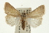  (Leocyma - USNM ENT 00194094)  @15 [ ] CreativeCommons - Attribution (2009) Unspecified Centre for Biodiversity Genomics