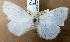 ( - NHM UK 010914438)  @11 [ ] CreativeCommons - Attribution Share-Alike (2017) Unspecified Smithsonian Institution National Museum of Natural History