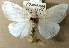  ( - NHM UK 010914444)  @11 [ ] CreativeCommons - Attribution Share-Alike (2017) Unspecified Smithsonian Institution National Museum of Natural History
