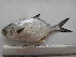  ( - PeMar_F0452)  @11 [ ] Unspecified (default): All Rights Reserved  Copyright © Unspecified