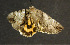  ( - moth1146.01)  @12 [ ] CreativeCommons - Attribution (2010) Unspecified Centre for Biodiversity Genomics