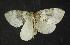  ( - moth1167.01)  @13 [ ] CreativeCommons - Attribution (2010) Unspecified Centre for Biodiversity Genomics