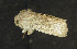  ( - moth126.01)  @12 [ ] CreativeCommons - Attribution (2010) Unspecified Centre for Biodiversity Genomics