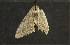 ( - moth275.01)  @12 [ ] CreativeCommons - Attribution (2010) Unspecified Centre for Biodiversity Genomics