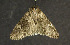  ( - moth325.01)  @13 [ ] CreativeCommons - Attribution (2010) Unspecified Centre for Biodiversity Genomics