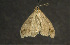  ( - moth333.01)  @13 [ ] CreativeCommons - Attribution (2010) Unspecified Centre for Biodiversity Genomics