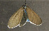  ( - moth605.01)  @13 [ ] CreativeCommons - Attribution (2010) Unspecified Centre for Biodiversity Genomics