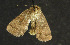  ( - moth950.01)  @13 [ ] CreativeCommons - Attribution (2010) Unspecified Centre for Biodiversity Genomics