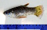  ( - CNPE20566B6)  @11 [ ] CreativeCommons  Attribution Non-Commercial Share-Alike (2016) Hector Espinosa Universidad Nacional Autonoma de Mexico, Instituto de Biologia