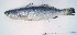  ( - CNPE20598C6)  @11 [ ] CreativeCommons  Attribution Non-Commercial Share-Alike (2016) Hector Espinosa Universidad Nacional Autonoma de Mexico, Instituto de Biologia