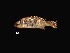  ( - CNPE21192G12-1)  @11 [ ] Copyright (2017) Unspecified Universidad Nacional Autonoma de Mexico, Coleccion Nacional de Peces