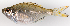  (Ambassis sp - M001-010)  @15 [ ] Copyright (2013) D. Ponton IRD