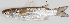  ( - M003-011)  @11 [ ] Copyright (2013) D. Ponton IRD
