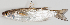  ( - M003-012)  @11 [ ] Copyright (2013) D. Ponton IRD
