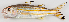  ( - M007-016)  @11 [ ] Copyright (2013) D. Ponton IRD