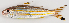  ( - M007-017)  @11 [ ] Copyright (2013) D. Ponton IRD