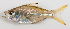  ( - M012-058)  @11 [ ] Copyright (2013) D. Ponton IRD