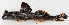  ( - M018-017)  @11 [ ] Copyright (2013) D. Ponton IRD