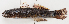  ( - M018-029)  @11 [ ] Copyright (2013) D. Ponton IRD