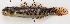  ( - M018-038)  @11 [ ] Copyright (2013) D. Ponton IRD