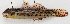  ( - M018-043)  @11 [ ] Copyright (2013) D. Ponton IRD