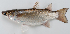  ( - M027-030)  @11 [ ] Copyright (2013) D. Ponton IRD