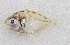  ( - M031-083)  @11 [ ] Copyright (2014) D. Ponton IRD