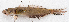  (Oxyurichthys ophthalmonema - M031-084)  @14 [ ] Copyright (2014) D. Ponton IRD