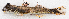  ( - M034-040)  @11 [ ] Copyright (2014) D. Ponton IRD