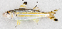  ( - M041-011)  @11 [ ] Copyright (2014) D. Ponton IRD