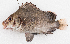  ( - M044-001)  @11 [ ] Copyright (2014) D. Ponton IRD