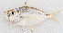  ( - M050-030)  @11 [ ] Copyright (2014) D. Ponton IRD