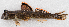  ( - M053-001)  @11 [ ] Copyright (2014) D. Ponton IRD