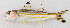  ( - M056-003)  @11 [ ] Copyright (2014) D. Ponton IRD