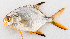  ( - M085-009)  @11 [ ] Copyright (2014) D. Ponton IRD