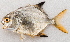  ( - M085-010)  @11 [ ] Copyright (2014) D. Ponton IRD