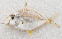  ( - M086-003)  @11 [ ] Copyright (2014) D. Ponton IRD