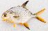  ( - M086-007)  @11 [ ] Copyright (2014) D. Ponton IRD